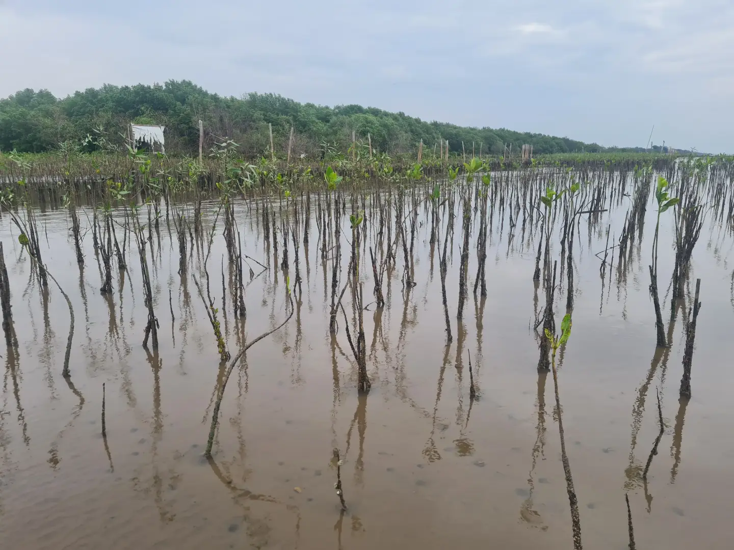 Sediment Retention